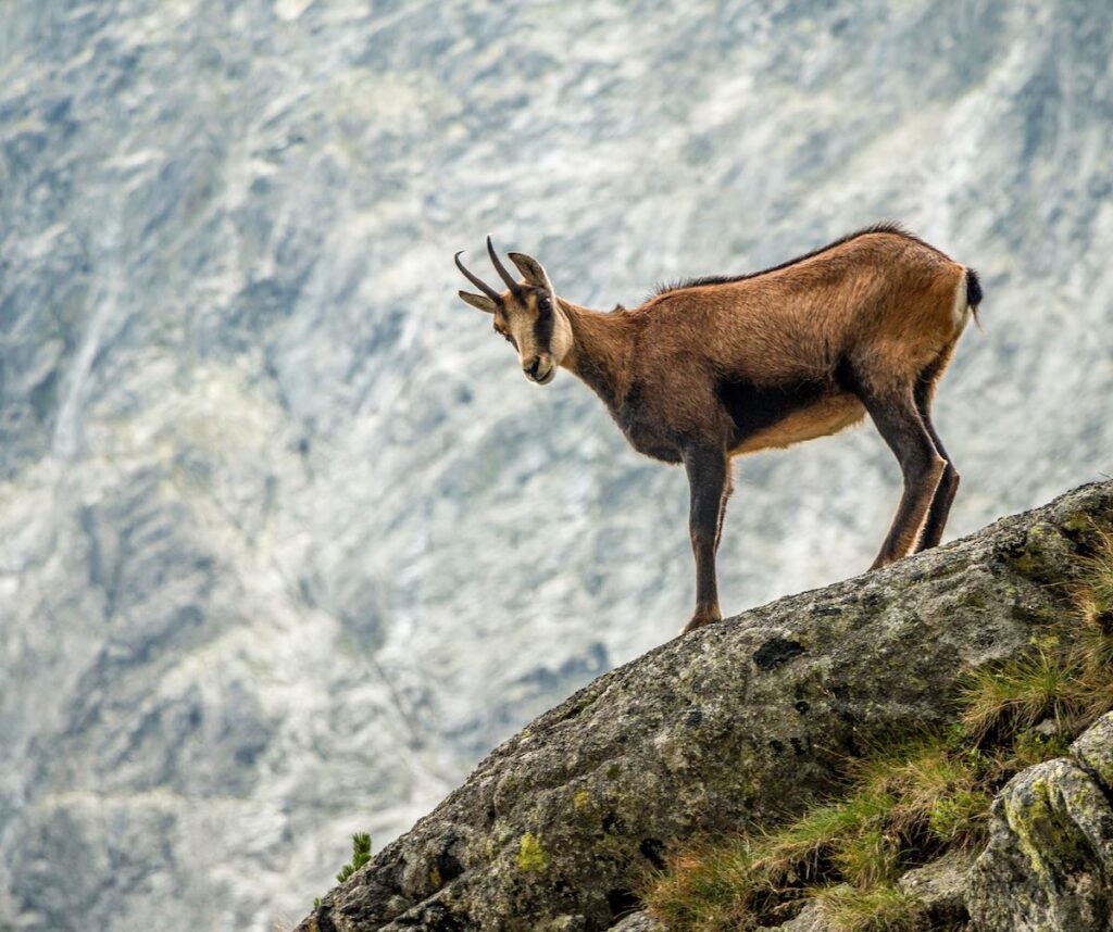 Ejemplar de sarrio o rebeco pirenaico en las cumbres del Parque Nacional de Ordesa, fauna salvaje observable durante las rutas de trekking.