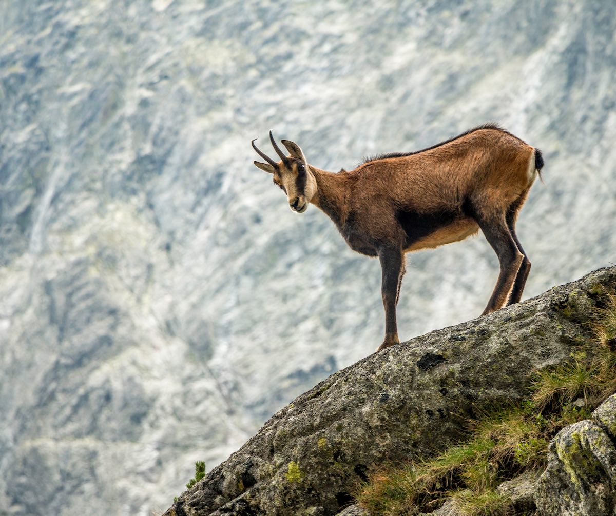 Ejemplar de sarrio o rebeco pirenaico en las cumbres del Parque Nacional de Ordesa, fauna salvaje observable durante las rutas de trekking.